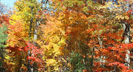 Fall Colors - Smoky Mountains