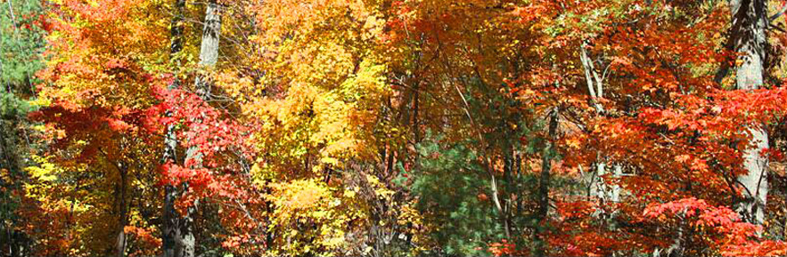 Fall Colors - Smoky Mountains